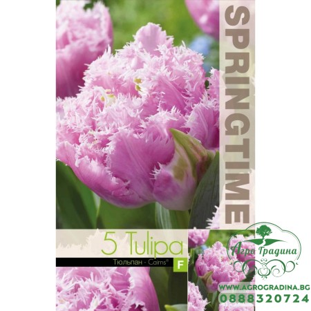 Лале Кернс / Tulip Cairns - 5 бр луковици