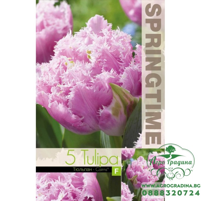 Лале Кернс / Tulip Cairns - 5 бр луковици