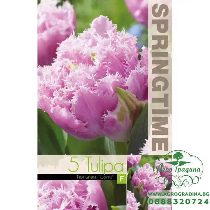 Лале Кернс Tulip Cairns - 5 бр луковици Лале Кернс Tulip Cairns - 5 бр луковици
