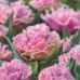 Лале Кернс Tulip Cairns - 5 бр луковици – Есенни луковици
