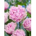 Лале Кернс Tulip Cairns - 5 бр луковици – Есенни луковици