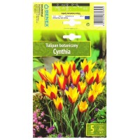 Лале Синтия / Tulip Cynthia - 5 бр луковици