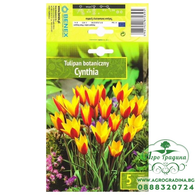 Лале Синтия / Tulip Cynthia - 5 бр луковици