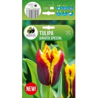 Лале Gavota Special Tulipa - 5 бр луковици