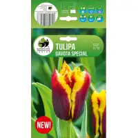 Лале Гавота Спешъл Tulipa Gavota Special - 5 бр луковици