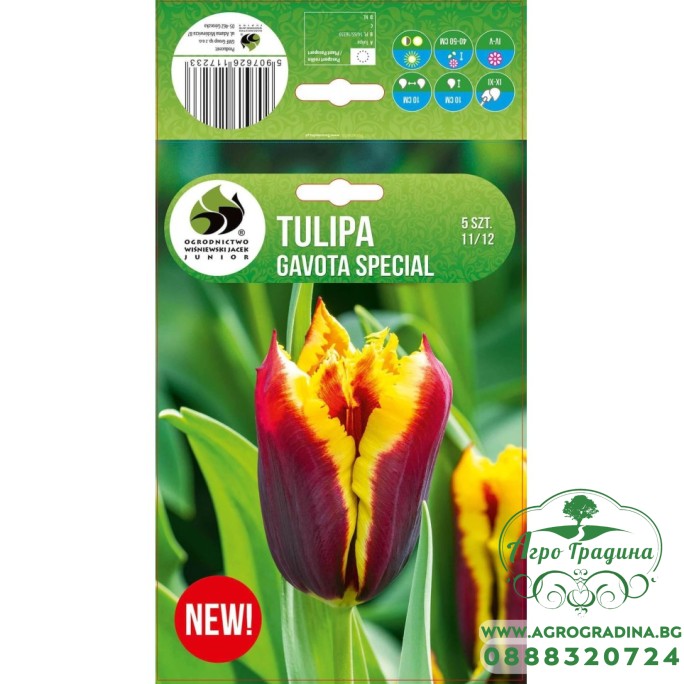 Лале Gavota Special Tulipa - 5 бр луковици