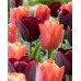 Лале Джими / Tulip Jimmy - 5 бр луковици