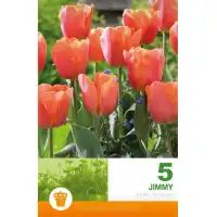 Лале Джими / Tulip Jimmy - 5 бр луковици