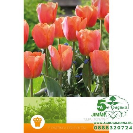 Лале Джими / Tulip Jimmy - 5 бр луковици