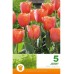 Лале Джими / Tulip Jimmy - 5 бр луковици