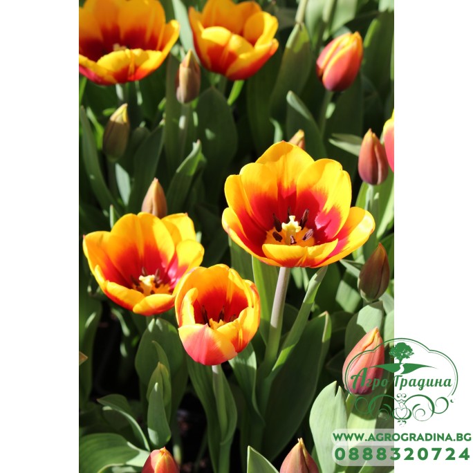 Лале Кийс Нелис Tulip Kees Nelis - 5 бр луковици Лале Кийс Нелис Tulip Kees Nelis - 5 бр луковици
