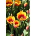 Лале Кийс Нелис Tulip Kees Nelis - 5 бр луковици – Есенни луковици