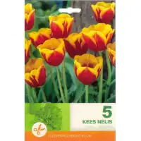 Лале Кийс Нелис / Tulip Kees Nelis - 5 бр луковици
