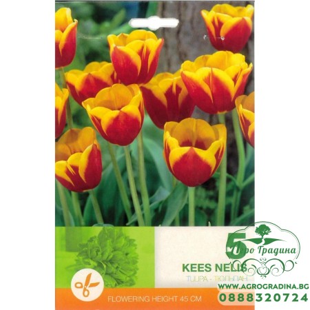 Лале Кийс Нелис / Tulip Kees Nelis - 5 бр луковици