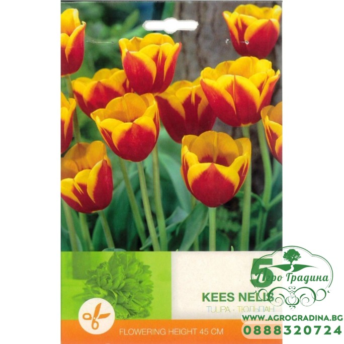 Лале Кийс Нелис / Tulip Kees Nelis - 5 бр луковици