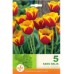 Лале Кийс Нелис / Tulip Kees Nelis - 5 бр луковици