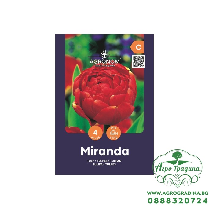 Лале Миранда / Tulip Miranda - AGRONOM - 4 бр луковици