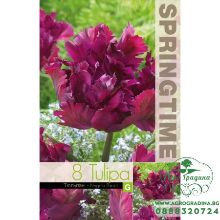 Лале Негрита / Tulip Negrita Parrot - 8 бр луковици