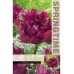 Лале Негрита / Tulip Negrita Parrot - 8 бр луковици