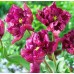 Лале Негрита Tulip Negrita Parrot - 8 бр луковици – Есенни луковици