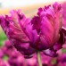 Лале Негрита Tulip Negrita Parrot - 8 бр луковици – Есенни луковици