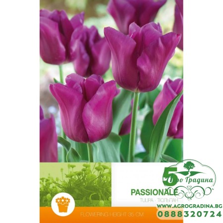 Лале Пасионале / Tulipa Passionale - 5 бр луковици
