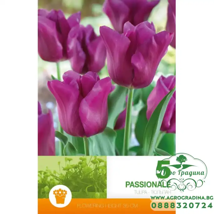 Лале Пасионале Tulipa Passionale - 5 бр луковици Лале Пасионале Tulipa Passionale - 5 бр луковици