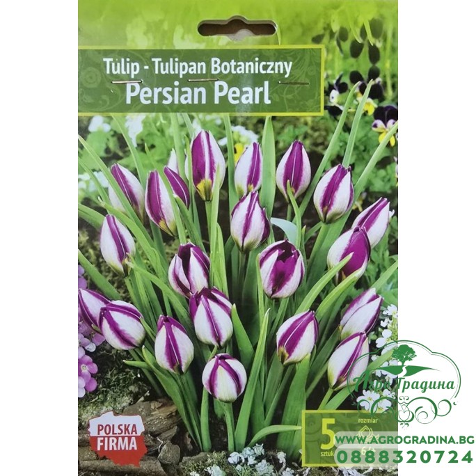 Лале Персийска перла / Tulipa Persian Pearl - 5 бр луковици