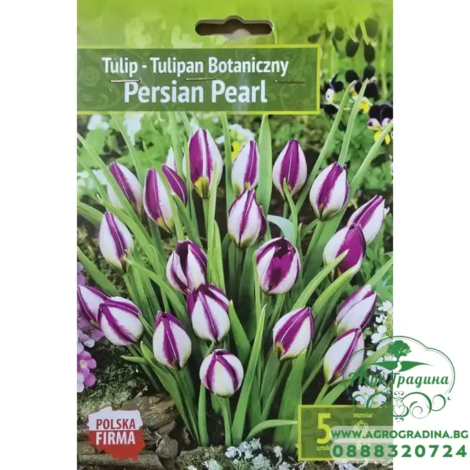 Лале Персийска перла Tulipa Persian Pearl - 5 бр луковици Лале Персийска перла Tulipa Persian Pearl - 5 бр луковици