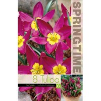 Лале Екзотична девойка / Tulipa Pucella Odalisque - 8 бр луковици
