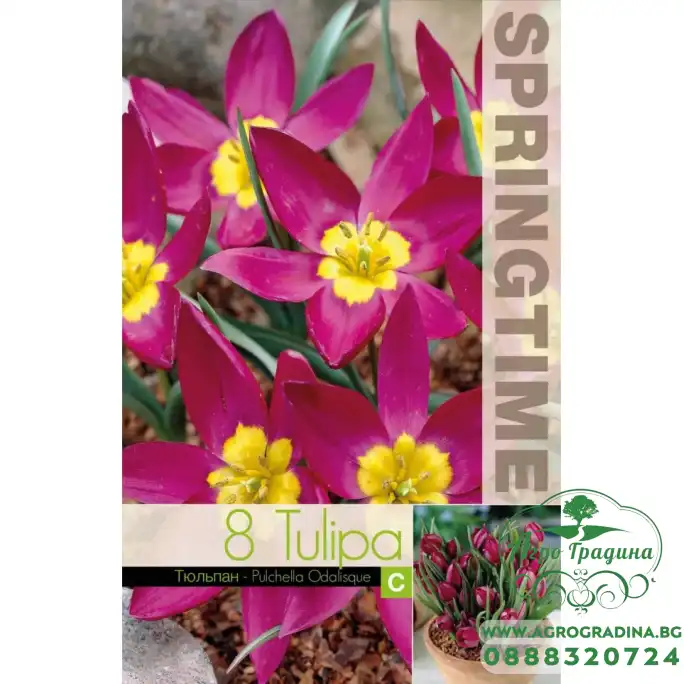 Лале Екзотична девойка Tulipa Pucella Odalisque - 8 бр луковици