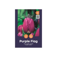 Лале Лилав Флаг / Tulip Purple Flag - AGRONOM - 4 бр луковици