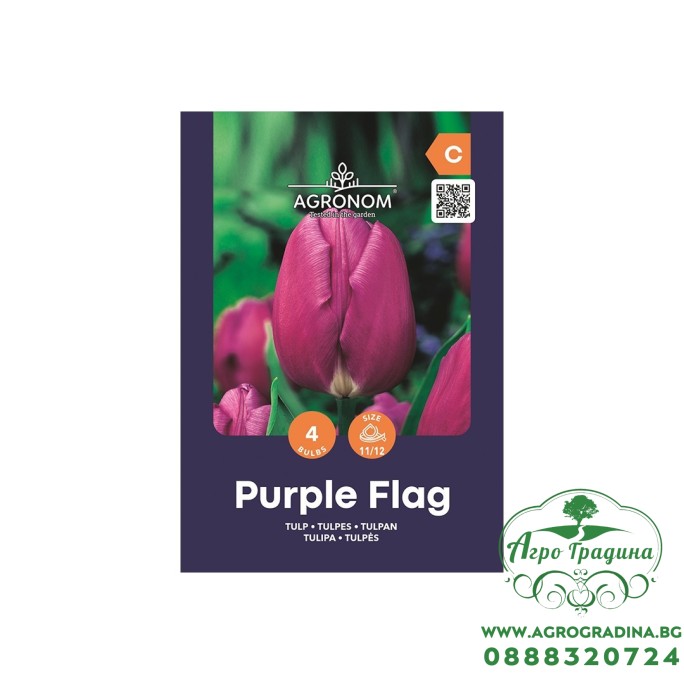 Лале Лилав Флаг / Tulip Purple Flag - AGRONOM - 4 бр луковици