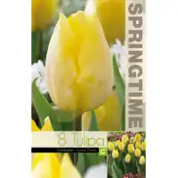 Лале Sunny Prince Tulipa - 8 бр луковици
