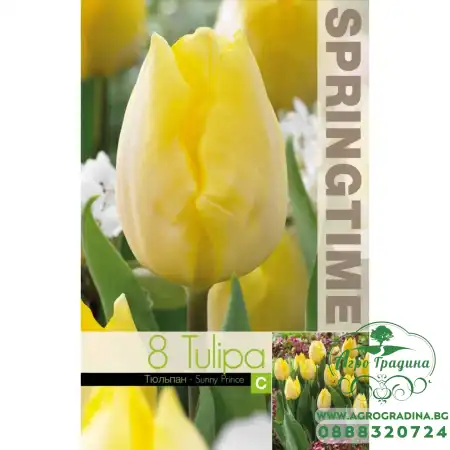 Лале Sunny Prince Tulipa - 8 бр луковици