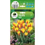 Лале Тако Tulipa Taco - 7 бр луковици