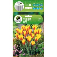 Лале Тако Tulipa Taco - 7 бр луковици