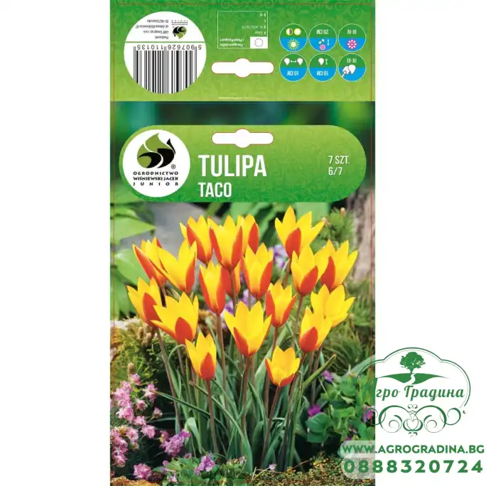 Лале Тако Tulipa Taco - 7 бр луковици Лале Тако Tulipa Taco - 7 бр луковици