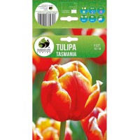 Лале Тасмания Tulipa Tasmania - 5 бр луковици