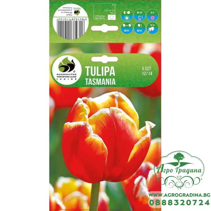 Лале Тасмания Tulipa Tasmania - 5 бр луковици Лале Тасмания Tulipa Tasmania - 5 бр луковици