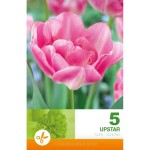 Лале Ъпстар Tulipa Upstar - 5 бр луковици