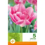 Лале Ъпстар Tulipa Upstar - 5 бр луковици