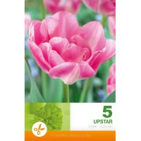 Лале Ъпстар Tulipa Upstar - 5 бр луковици