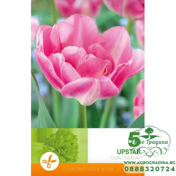Лале Ъпстар Tulipa Upstar - 5 бр луковици – Есенни луковици