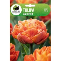 Лале Валдивиа Tulipa Valdivia - 5 бр луковици
