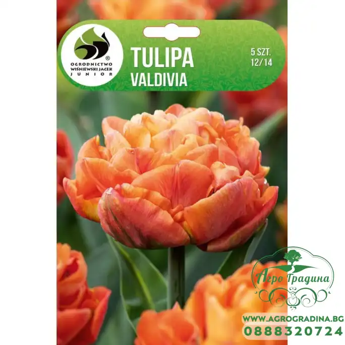 Лале Валдивиа Tulipa Valdivia - 5 бр луковици Лале Валдивиа Tulipa Valdivia - 5 бр луковици