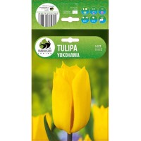 Лале Йокохама Tulipa Yokohama - 5 бр луковици