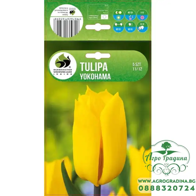 Лале Йокохама Tulipa Yokohama - 5 бр луковици Лале Йокохама Tulipa Yokohama - 5 бр луковици