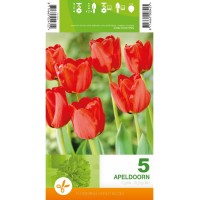Лале Апелдоорн Tulipa Apeldoorn - 5 бр луковици