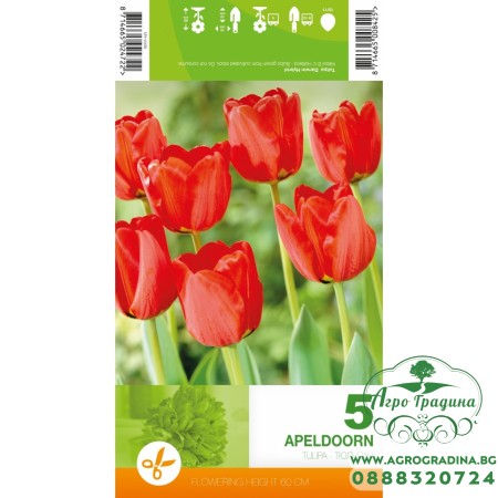 Лале Апелдоорн Tulipa Apeldoorn - 5 бр луковици